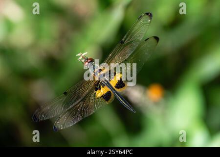 Rhyothemis Phyllis Dragonfly (Yellow-striped Flutterer) Perched on a Twig: A Detailed Close-Up in its Natural Habitat Stock Photo