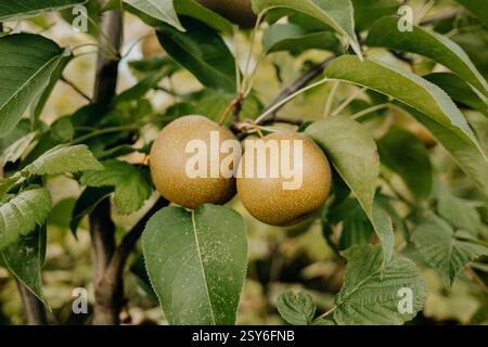 Nashi Pyrus pyrifolia - ripe asian Japanese Chinese pears hanging tree in garden Stock Photo