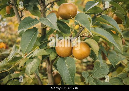 Nashi Pyrus pyrifolia - ripe asian Japanese Korean pears hanging tree in garden Stock Photo