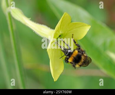 Garden Bumblebee (Bombus hortorum) drinking nectar from nicotiana flower, Monmouthshire, Wales, August Stock Photo