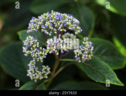 Blue Evergreen Hydrangea, Dichroa febrifuga, Hydrangeaceae, Western Himalayas. Important Herb in Traditional Chinese Medicine. Stock Photo