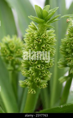 Autumn Pineapple Flower, or Autumn Pineapple Lily, Eucomis autumnalis, Asparagaceae. Malawi, Zimbabwe and southern Africa. Stock Photo