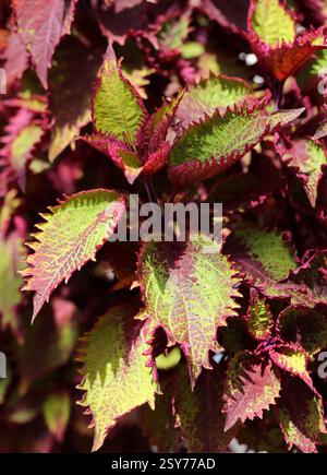 Red and Green Ornamental Coleus "Henna", Coleus scutellarioides, Lamiaceae. Garden Cultivar. Native to south east Asia and Malaysia. Common names for Stock Photo