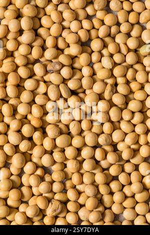 Dry Organic Raw Soy Beans in a Bowl Stock Photo