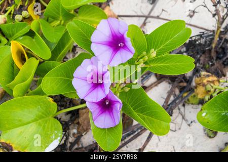 Seaside Yam plant with flowers on the beach in Riviera Maya, Mexico Stock Photo