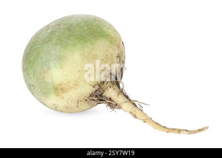 Whole fresh turnip isolated on white. Vegetable root Stock Photo