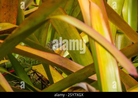 Lizard hiding among the leaves of an aloe vera plant in a botanical garden. Stock Photo