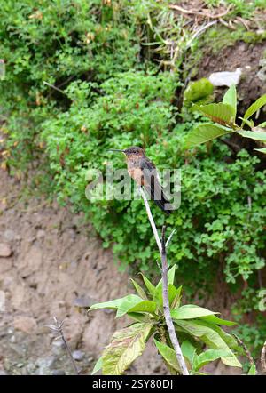 southern giant hummingbird, Riesenkolibri, Colibri géant, Patagona gigas, óriáskolibri, Ollantaytambo, Urubamba Province, Peru, South America Stock Photo