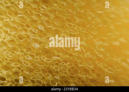 Domestic kitchen sponge under the microscope. Close up view. Stock Photo