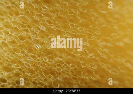 Domestic kitchen sponge under the microscope. Close up view. Stock Photo
