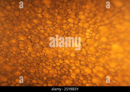 Domestic kitchen sponge under the microscope. Close up view. Stock Photo