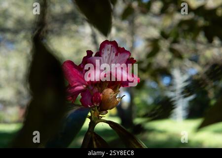 Pink rhododendron flower blooming in partial sunlight, surrounded by soft-focus tree leaves in a garden landscape Stock Photo