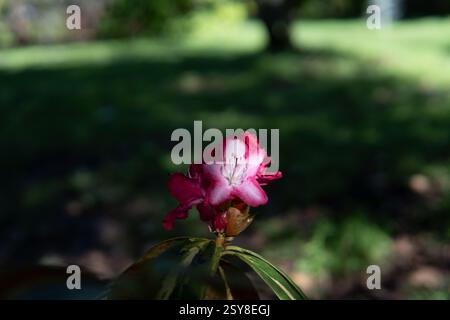 Pink rhododendron flower blooming in partial sunlight, surrounded by soft-focus tree leaves in a garden landscape Stock Photo
