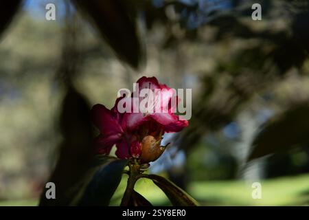 Pink rhododendron flower blooming in partial sunlight, surrounded by soft-focus tree leaves in a garden landscape Stock Photo