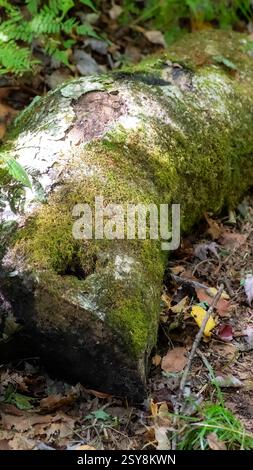 A mossy fallen log lies on the forest floor surrounded by leaf litter and ferns in dappled sunlight during early autumn. Stock Photo