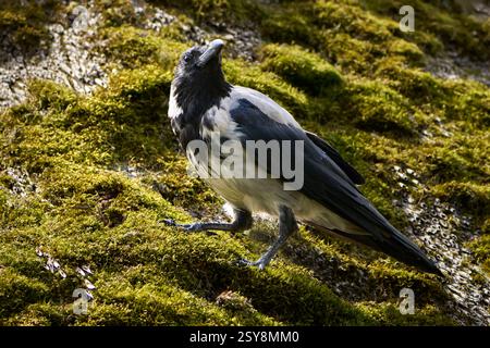 Hooded Crow (Corvus cornix) standing on an old mossy thatched roof Stock Photo