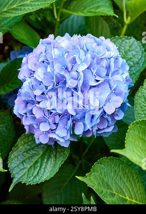 Hydrangea flowers in full bloom Stock Photo