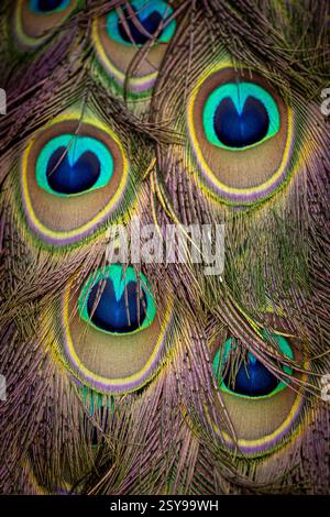 A full frame photograph of peacock feathers, with selective focus Stock Photo