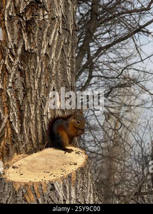 A squirrel on a tree eats nuts on a grey day. High quality photo Stock Photo