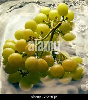 GREEN GRAPE IN THE FRESH WATER Stock Photo