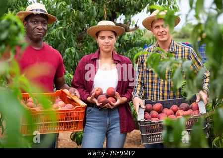 Happy farmers posing with harvest of ripe peaches in orchard Stock Photo