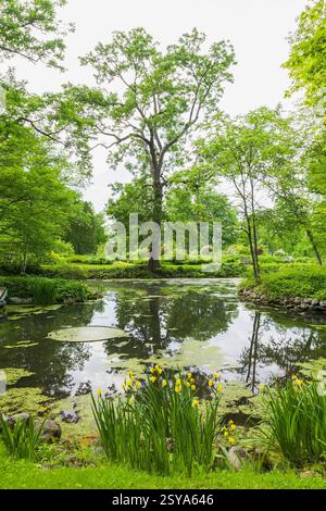 Yellow Iris pseudacorus 'Variegata' in Beaver pond with Chlorophyta - Green Algae and bordered by deciduous trees in late spring, Domaine Joly-De Lotb Stock Photo