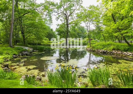 Yellow Iris pseudacorus 'Variegata' in beaver pond with Chlorophyta - Green Algae and bordered by deciduous trees in late spring, Domaine Joly-De Lotb Stock Photo