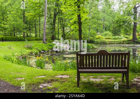 Silhouetted high back wooden sitting bench on edge of Beaver Pond with Yellow Iris pseudacorus 'Variegata', Chlorophyta - Green Algae and bordered by Stock Photo
