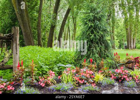 Natural stone edged border with Picea abies 'Inversa' - Norway Spruce, pink Begonia, blue Phlox, red Celosia - Cockscomb flowers, Colocasia - Taro pla Stock Photo