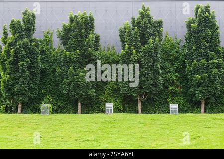 Acer platanoides 'Columnare' - Norway Maple trees and climbing Vitis - Vines growing on the side of a grey modern urban building exterior in summer. Stock Photo