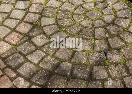 Close-up of grey patio paving stones with Bryophyta - Green Moss growing in between the joints in spring. Stock Photo