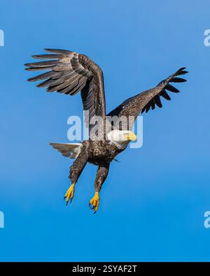 Bald Eagle flying mature Haliaeetus leucocephalus with wing beak head eye and talon detail - wingspan and blue sky at Blackwater wildlife reserve Stock Photo