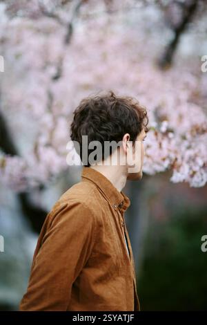 A young man in a brown shirt appreciates Sakura blossoms in full bloom, embodying the peacefulness of Hanami. The blurred pink petals create a tranqui Stock Photo