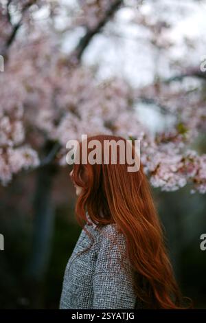 A serene scene with a person standing amidst blossoming cherry trees in Japan, capturing the essence of spring's beauty and tranquility during sakura Stock Photo