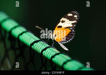A tiger longwing butterfly, Heliconius hecale, perches delicately on a vibrant green mesh against a dark background. Its orange and black wings are fu Stock Photo