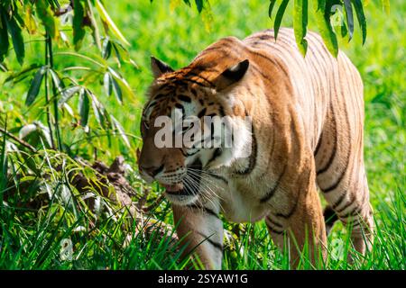 A Bengal tiger, Panthera tigris tigris, strolls with majesty through lush green grass, partially shaded by overhanging branches, its striped coat vivi Stock Photo
