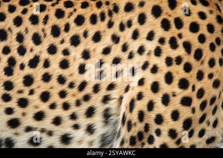 Detailed close-up view of a cheetah's unique spotted fur pattern, highlighting the texture and natural coloration. Stock Photo