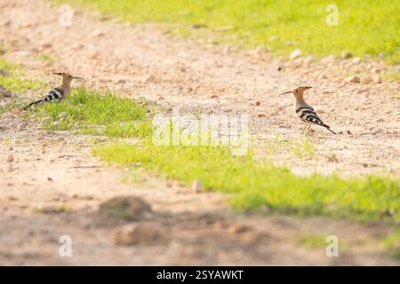 A pair of vividly striped hoopoe birds, easily recognized by their distinctive crowns and long beaks, search for food in a lush, grassy environment in Stock Photo