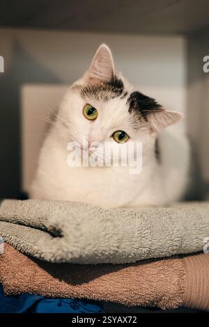 A charming white cat with green eyes tilts its head adorably while sitting on a pile of soft, folded towels in a cozy home setting, evoking warmth and Stock Photo