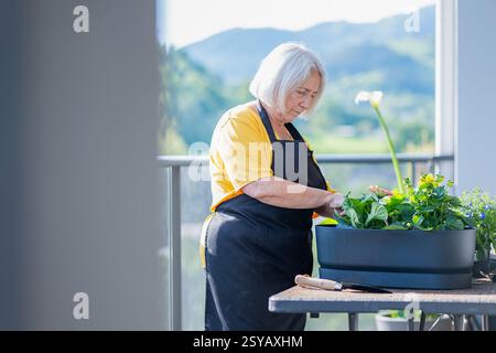 An elderly woman wearing a yellow shirt and black apron tends to vibrant flowers in a planter on a sunny balcony, with distant hills in the background Stock Photo