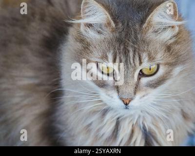 A detailed close-up of a fluffy, grey cat showcases its mesmerizing yellow eyes and soft fur. This image emphasizes the natural beauty of feline elega Stock Photo