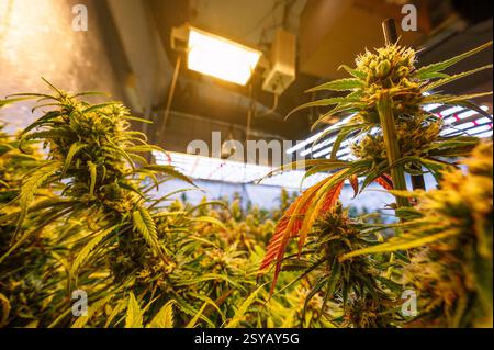 Lush cannabis plants flourishing under artificial lighting in an indoor marijuana farm, showcasing advanced cultivation techniques. Stock Photo