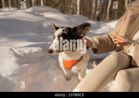 A cropped unrecognizable woman enjoys a serene winter walk in the forest with her Border Collie. The dog, dressed in an orange coat, looks up while it Stock Photo