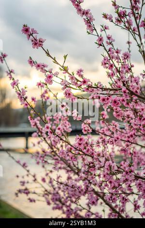 Vibrant pink blossoms bloom on branches during a peaceful spring evening in Geneva, with a softly blurred background suggesting a riverside setting. Stock Photo