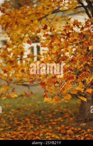 A lush display of yellow maple leaves captures the essence of autumn. The leaves, rich in golden hues, hang delicately from their branches, creating a Stock Photo
