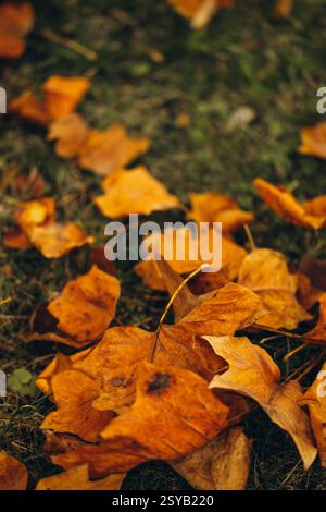 Vibrant yellow maple leaves scattered on a lush green grassy background capturing the essence of autumn's beauty and mood. Stock Photo