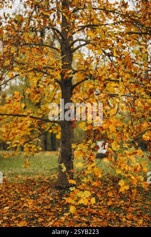 A vibrant display of yellow maple leaves adorning a tree and carpeting the ground beneath in a lush autumn landscape. Stock Photo