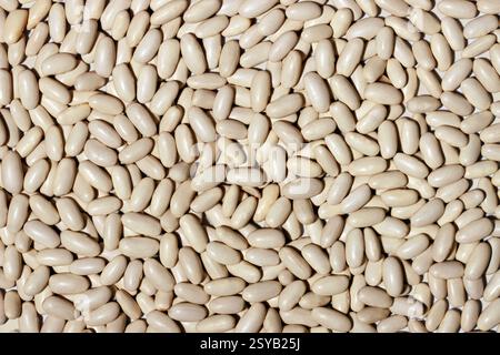 A closely packed, high-resolution image showing a multitude of white beans covering the entire frame, providing a detailed texture ideal for backgroun Stock Photo