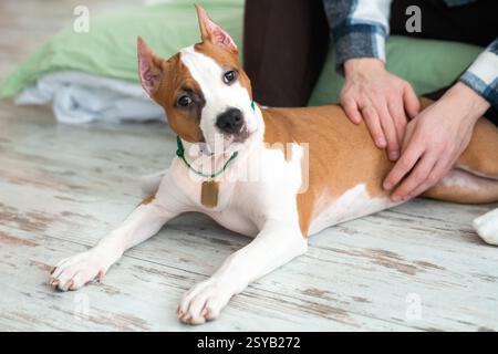 A young cropped unrecognizable man enjoy time with his terrier dog indoors, showcasing a close, casual, and heartwarming moment with his pet Stock Photo