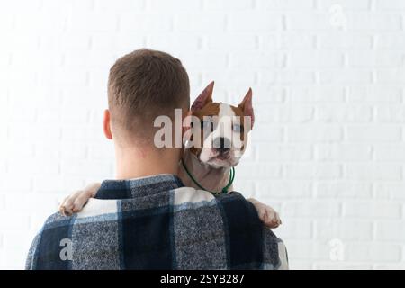 Back view of unrecognizable man in a checked shirt holds a brown and white Staffordshire Terrier puppy dog over his shoulder, with a white brick wall Stock Photo